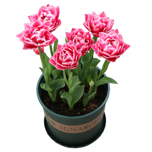 5颗郁金香重瓣鹦鹉流苏特殊类进口大种球土培盆栽风信子耐寒花卉