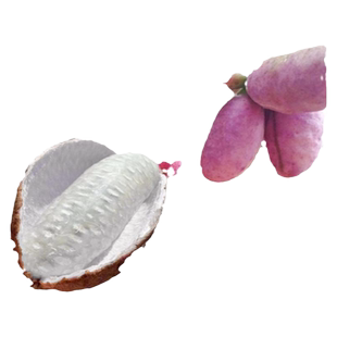 无籽八月瓜树苗八月炸果树果苗盆栽庭院水果树树苗瓜苗四季种植