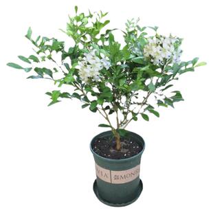 九里香盆栽七里香树苗浓香型四季开花植物室内外阳台花卉驱蚊绿植
