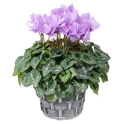 种花王大爷新品重瓣仙客来