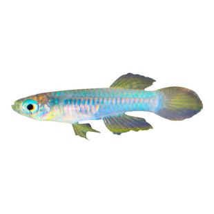 热带鱼观赏鱼淡水鱼灯科鱼鱼青眼灯蓝眼灯蓝线金灯群游小型鱼