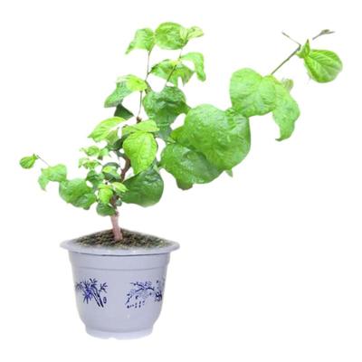 台湾大青枣嫁接苗当年结果