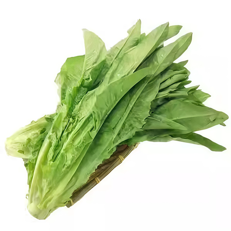 耐热大叶油麦菜种子四季阳台盆栽