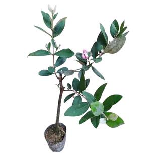 桃金娘树苗捻子果苗山菍子树地稔子大苗常绿南方北方种植庭院盆栽