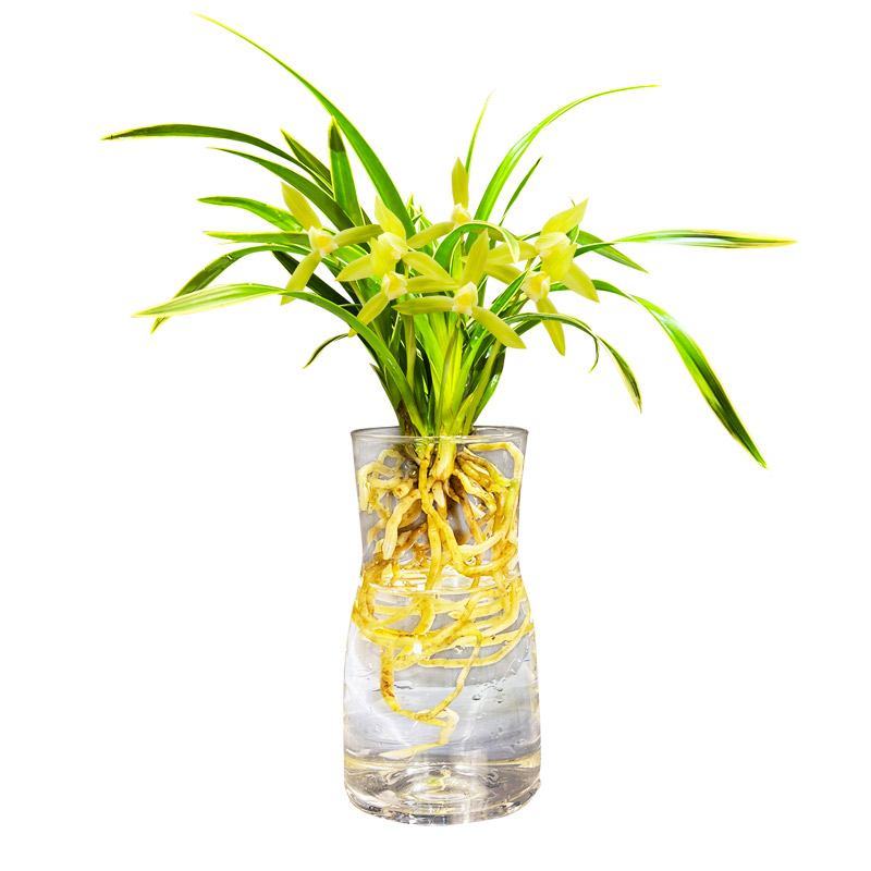 四季好养的建兰碧玉素心金边兰花苗室内盆栽浓香夏带花苞花卉绿植