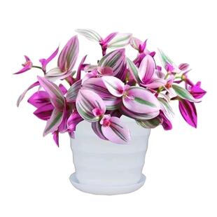 油画吊兰三色多肉植物懒人进口吊兰紫露兰懒人花卉好养植物