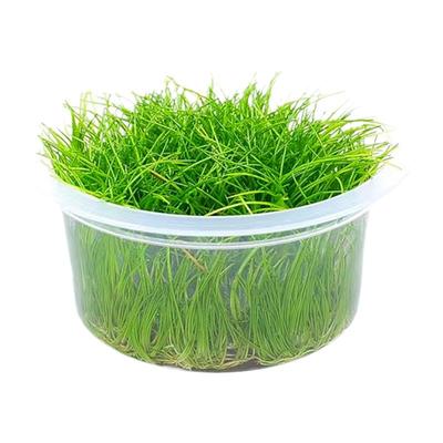 迷你牛毛水下叶无菌杯前景草造景
