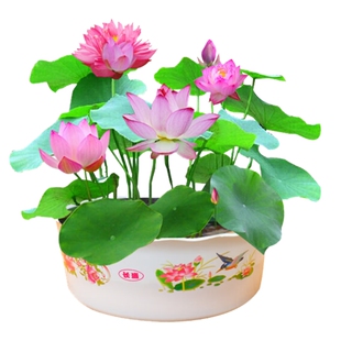 观赏荷花盆栽水养莲花藕苗四季好养碗莲睡莲水培植物池塘花卉植物