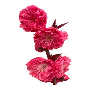 紫叶碧桃树苗观赏桃花庭院别墅工程绿化风景树桃树红花碧桃树活苗