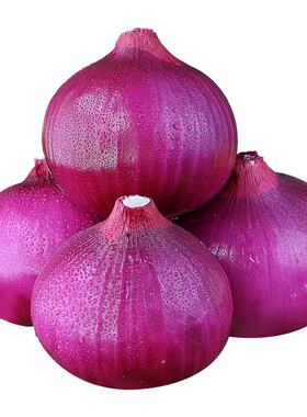 当季农家自种新鲜紫皮洋葱现挖新鲜蔬菜洋葱洋葱头脆甜