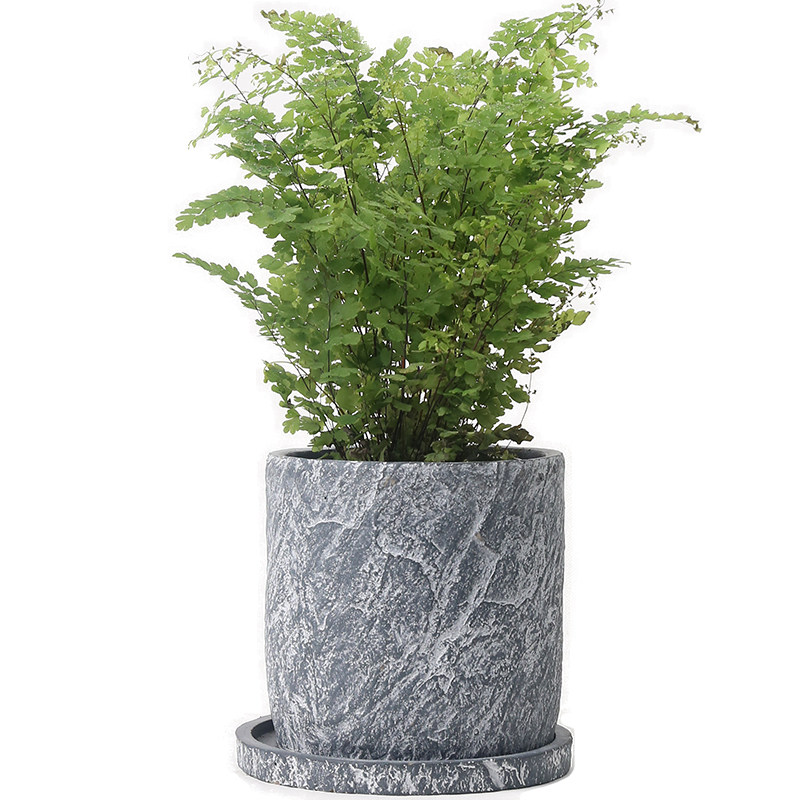 北欧简约仿石花卉室内发财树巴西木多肉植物陶瓷绿萝水泥花盆托盘