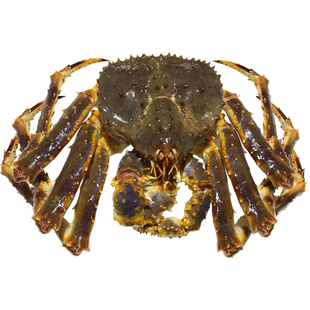 冰鲜活冻冷冻鲜活帝王蟹皇帝蟹螃蟹长脚蟹脚生冻帝王蟹重量有薄冰