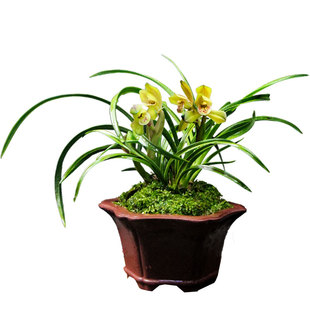 德芳兰业名贵兰花苗蕙兰彩玉荷带花苞客厅花卉开花好养植室内盆栽