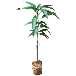 广西金煌芒果树苗嫁接正宗品种超大型芒果带叶包邮