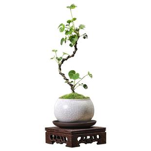 福禄桐钱多多办公室客厅室内室外桌面四季常青花卉造型小盆栽绿植