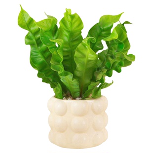 JOJO'S L. PD.Mutual.火焰鸟巢蕨盆栽四季常青观叶小绿植  | 互馨