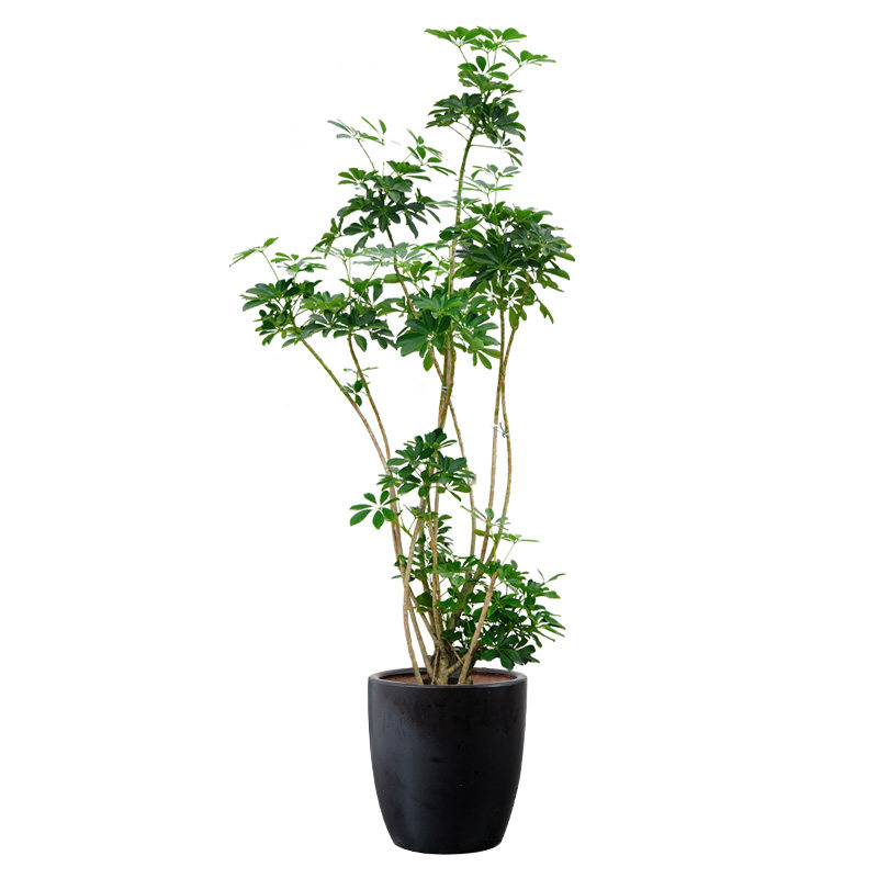 造型鸭掌木鸭脚木绿植日本风格