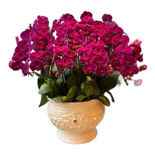 大辣椒蝴蝶兰盆栽特大号超大花兰花苗带花苞客厅室内绿植四季好养