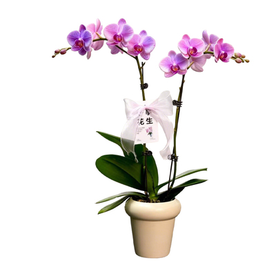 高级感花卉四季易活好养