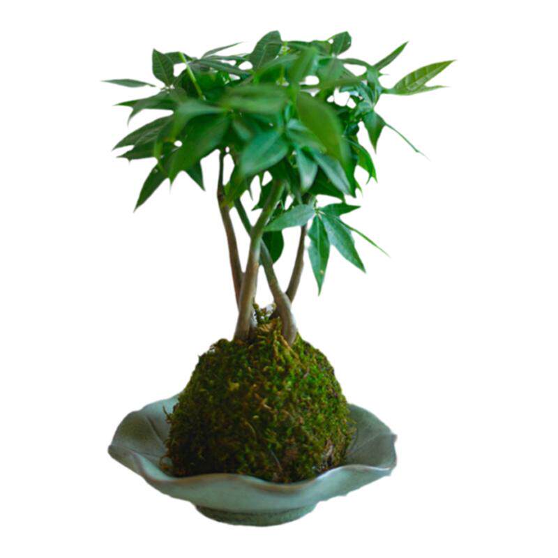 苔藓球美人树兰花楹发财树