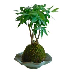 PHYSIS绿色星球VOL.2」苔藓球美人树蓝花楹发财树柠檬派蕨室内超