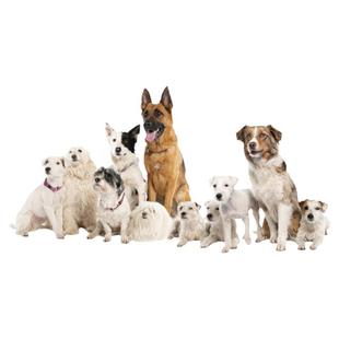 专业猫咪体细胞克隆基因99%以上同一性的品种血脉品种宠物