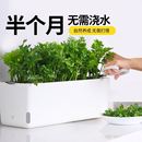家用阳台懒人长方形自吸水花盆种植专用蔬菜盆种菜箱塑料种菜种植