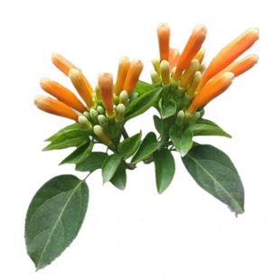 炮仗花苗 蒜香藤花苗 凌霄花苗 爬藤植物 攀爬植物当年开花鞭炮花