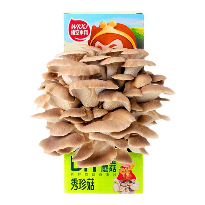 悟空小将蘑菇种植包可食用diy平菇菌包桃红黄金儿童家庭盆栽菌棒