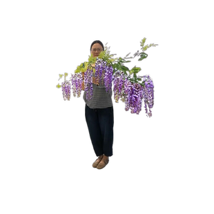 四季紫藤花苗爬藤树苗植物室外阳台盆栽紫藤萝老桩攀爬墙藤蔓花卉