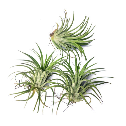 海蒂的花园空气凤梨无土植物桌面创意绿植盆栽好养花卉植物室内