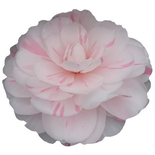 乔伊茶花盆栽名贵品种多色系花大白底条纹花色多样好养耐寒绿植