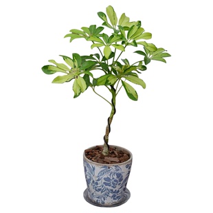 PHYSIS四季如春的造型款花叶鸭脚木超好养懒人绿植ins风净化空气