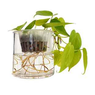 水培柠檬汁蔓绿绒垂吊长藤窗台书架绿植物小好养不长虫室内不怕冷