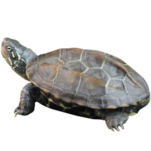 中华草龟小乌龟活体外塘巴西龟花龟宠物幼水龟金钱龟活物墨龟龟苗