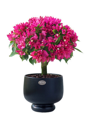 精品老桩三角梅塔紫盆栽带花植物阳台四季花卉绿植好养新品种高端