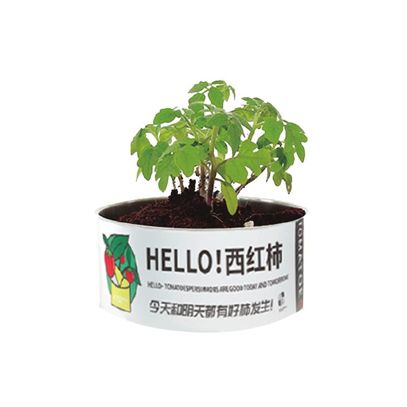 创意礼物桌面绿植盆栽
