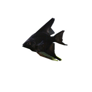 雪燕墨燕斑马神仙鱼花燕神仙鱼小型热带鱼活体观赏鱼淡水燕鱼