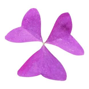 紫叶酢浆草籽酢浆草种球多年生幸运草庭院绿植盆栽开花园林绿化