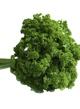 【千牛优福】荷兰芹新鲜摆盘装饰