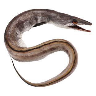 风鳗筒整条舟山特产海鳗鱼干东海淡晒干大号鳗鱼筒鳗鱼鲞海鲜干货