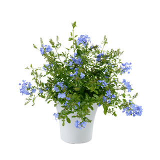 塔莎的花园蓝雪花带花苞盆栽小大苗棒棒糖四季室内外庭院开花阳台