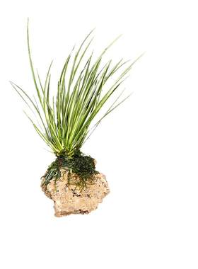 室外水生水草水培植物香菖蒲活体