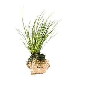 室外水生水草水培植物观赏香菖蒲池塘绿植阳台盆栽假山活体植物