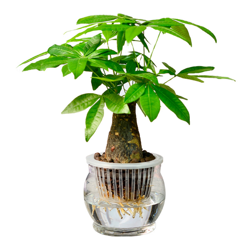 水培发财树盆栽水养花卉玻璃室内水培植物办公室客厅绿植水生招财