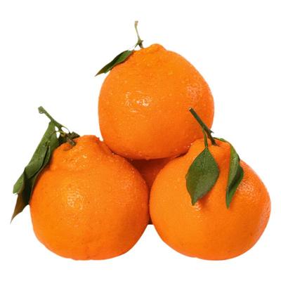 5A品质四川春见耙耙柑当天发货