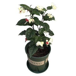 包邮红花龙吐珠花苗麒麟吐珠花卉当年开花阳台植物庭院爬藤攀援花