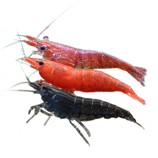 观赏虾活体工具虾除藻虾樱花虾极火虾黄金米虾黑壳虾水晶虾米虾