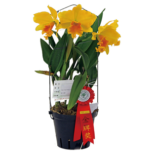番茄雅韵堂Rlc. Haw Yuan Gold永康2号兰花大花卡特兰花洋兰浓香