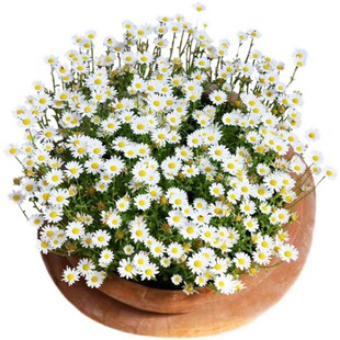 白晶菊种子洋甘菊花种子小雏菊花种籽子四季播种开花室外庭院花海